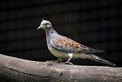 Close-up of bird perching on wall