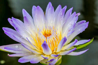 Close-up of purple flower