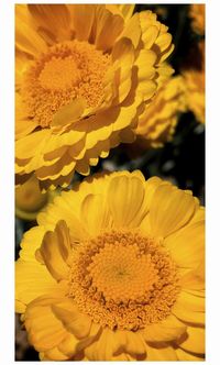 Close-up of sunflower blooming outdoors