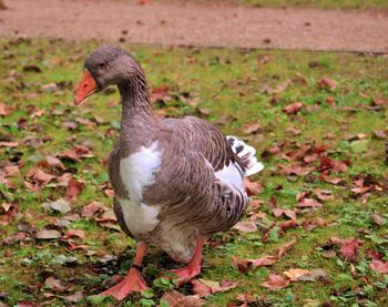 Close-up of a bird on field