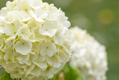 Close up of flowers on a viburnum opulus shrub