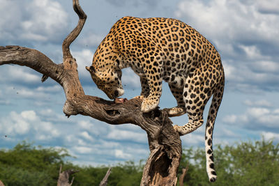 Low angle view of cheetah on tree against sky