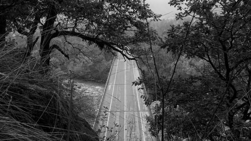 Road amidst trees in forest