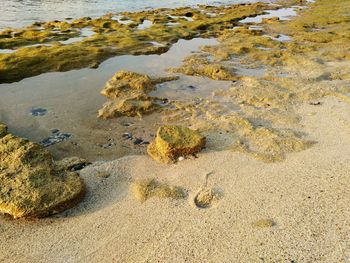 High angle view of crab on beach