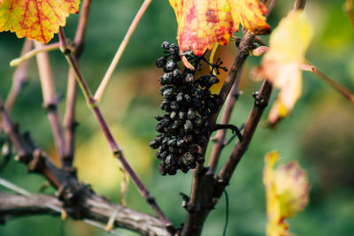 Close-up of berries on plant