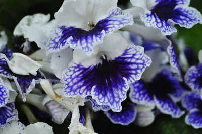 Close-up of purple iris blooming outdoors