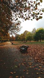 Trees in park