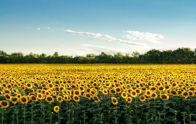 Scenic view of sunflower field against sky