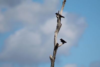 Low angle view of bird perching on a tree