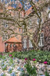 Plant growing on a wall
