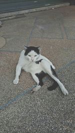 High angle view of cat on street