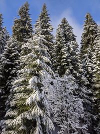 Low angle view of pine trees against sky during winter