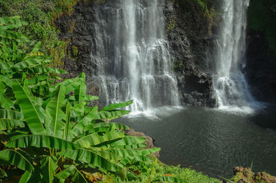 Scenic view of waterfall in forest