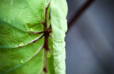 Alocasia pharaoh mask leaf