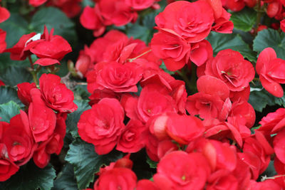 Close up photo of begonia flower