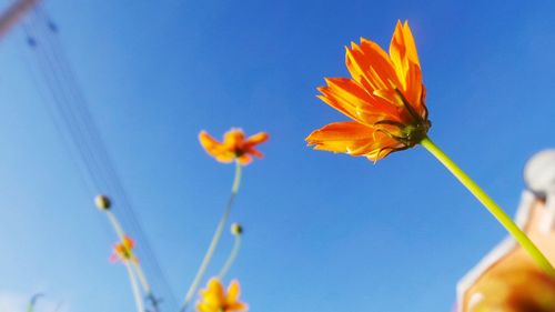 Low angle view of yellow flowers blooming against blue sky