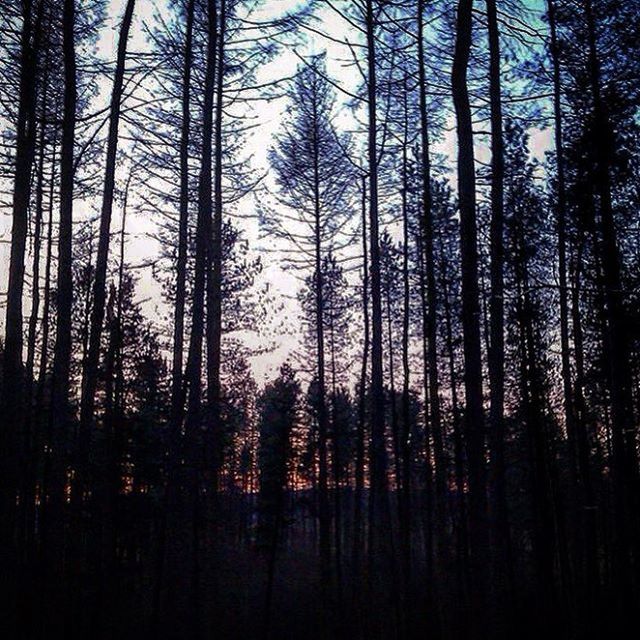 SILHOUETTE TREES IN FOREST