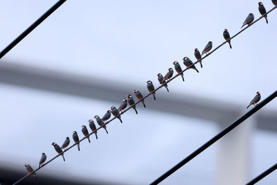 Low angle view of birds perching on cable against sky