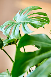 Close-up of monstera leaves. beautiful indoor plants at home and in interior design. 