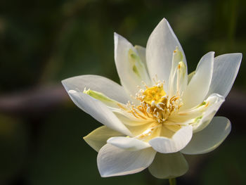 Close-up of white lotus flower