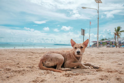 Portrait of a dog on beach