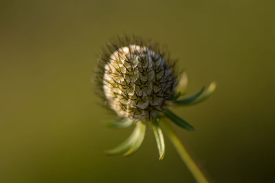 Close-up of thistle