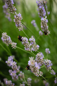 Bee pollinating on flowers