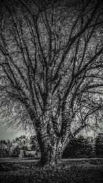 Bare tree against sky