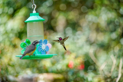 Close-up of bird flying