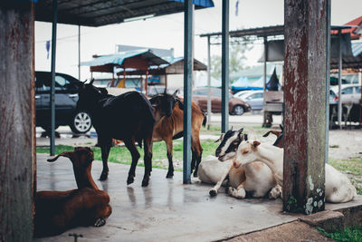 Goats relaxing under built structure