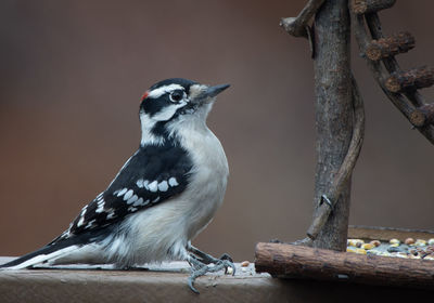 Close-up of bird perching on branch