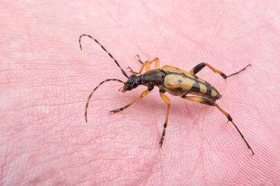 Close-up of spider on hand