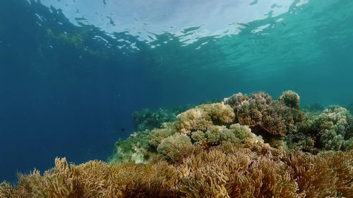 sea