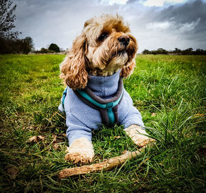 View of a dog on field