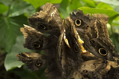 Close-up of lizard