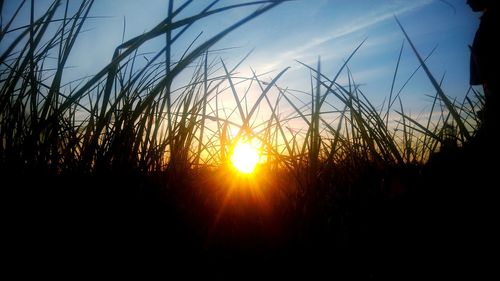 Silhouette plants against sky during sunset