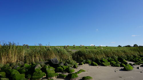 Scenic view of field against clear blue sky