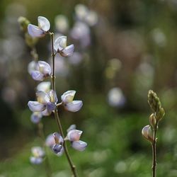 Close-up of flower buds