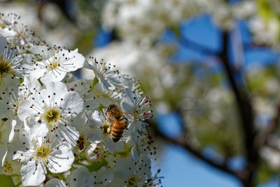 Close-up of bee on cherry blossom