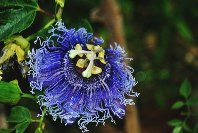 Close-up of purple flowers blooming outdoors