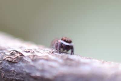 Close-up of spider