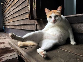 Close-up of cat sitting on wood