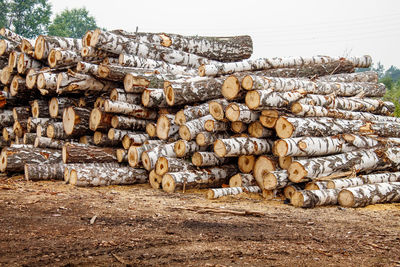 Stack of logs on field in forest