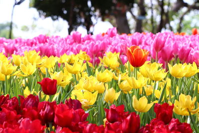 Close-up of multi colored tulips in field