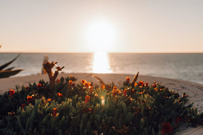 Colorful ocean beach sunrise in tenerife