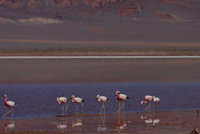 Birds in lake