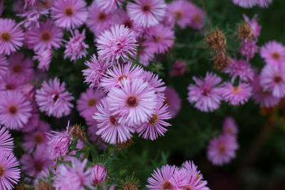 Close-up of fresh purple flowers blooming outdoors