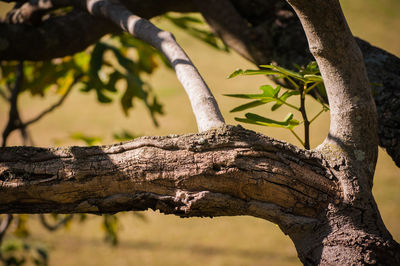 Close up of large tree branch with some green leaves