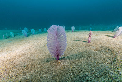 Full length of fish in sea