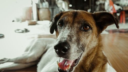 Close-up portrait of dog